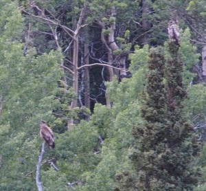 Immature Eagles from afar